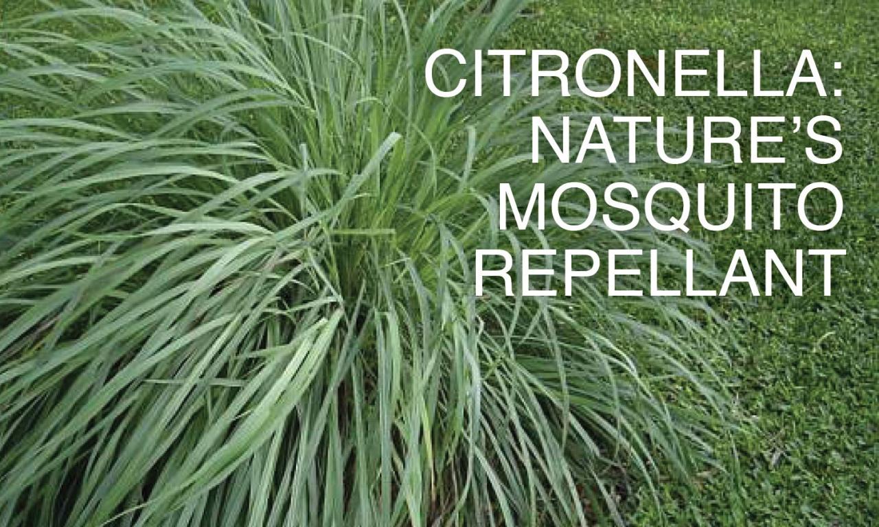 Citronella mosquito rurallivingtoday harvest varieties repelling wasps insect repel morningchores candles chemicals