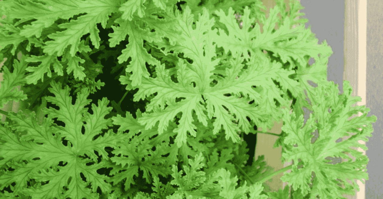 Citronella Plant Care 101: Essential Tips for Growing a Healthy and Effective Herb