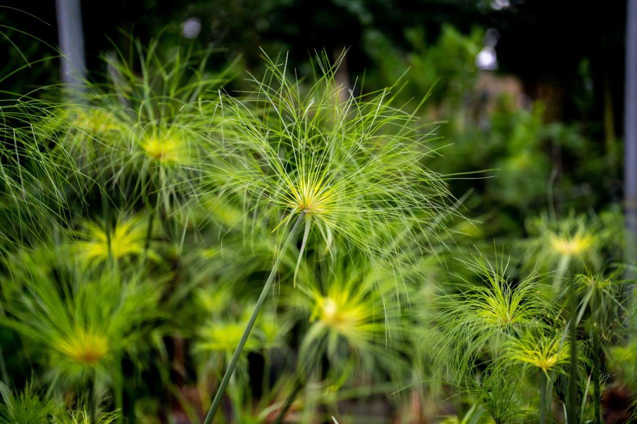 How to Maintain a Thriving Papyrus Plant: Tips for a Beautiful and Unique Garden