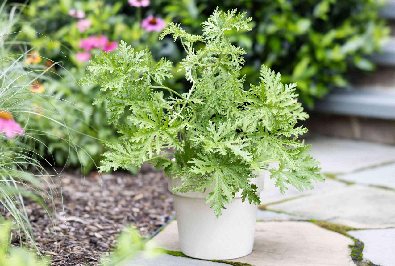 Citronella Plant Care 101: Essential Tips for Growing a Healthy and Effective Herb