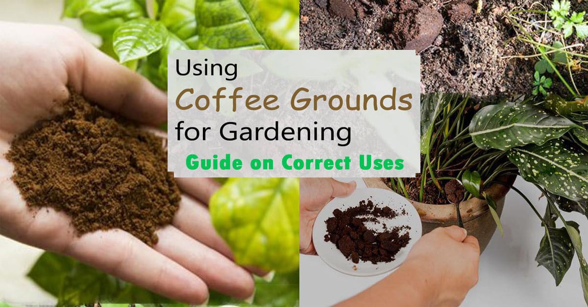 Best Herbs to Grow Using Coffee Grounds