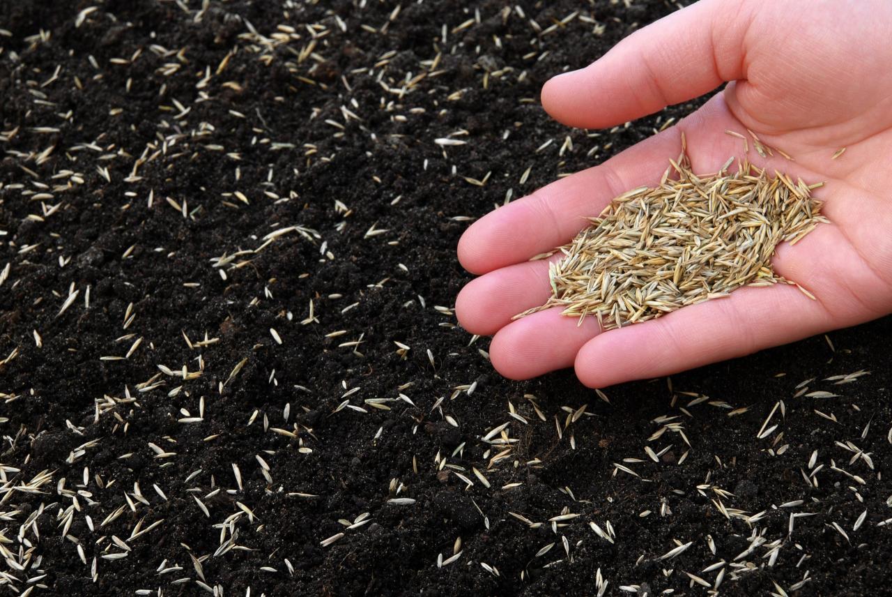 How to Achieve Lawn Perfection by Sowing Grass Seed at the Right Time