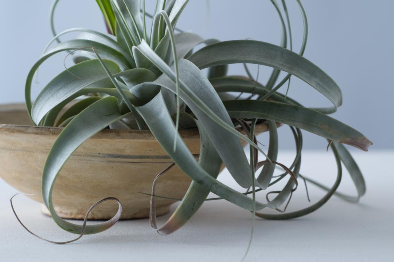 5 Large Indoor Plants That Can Survive With Minimal Water