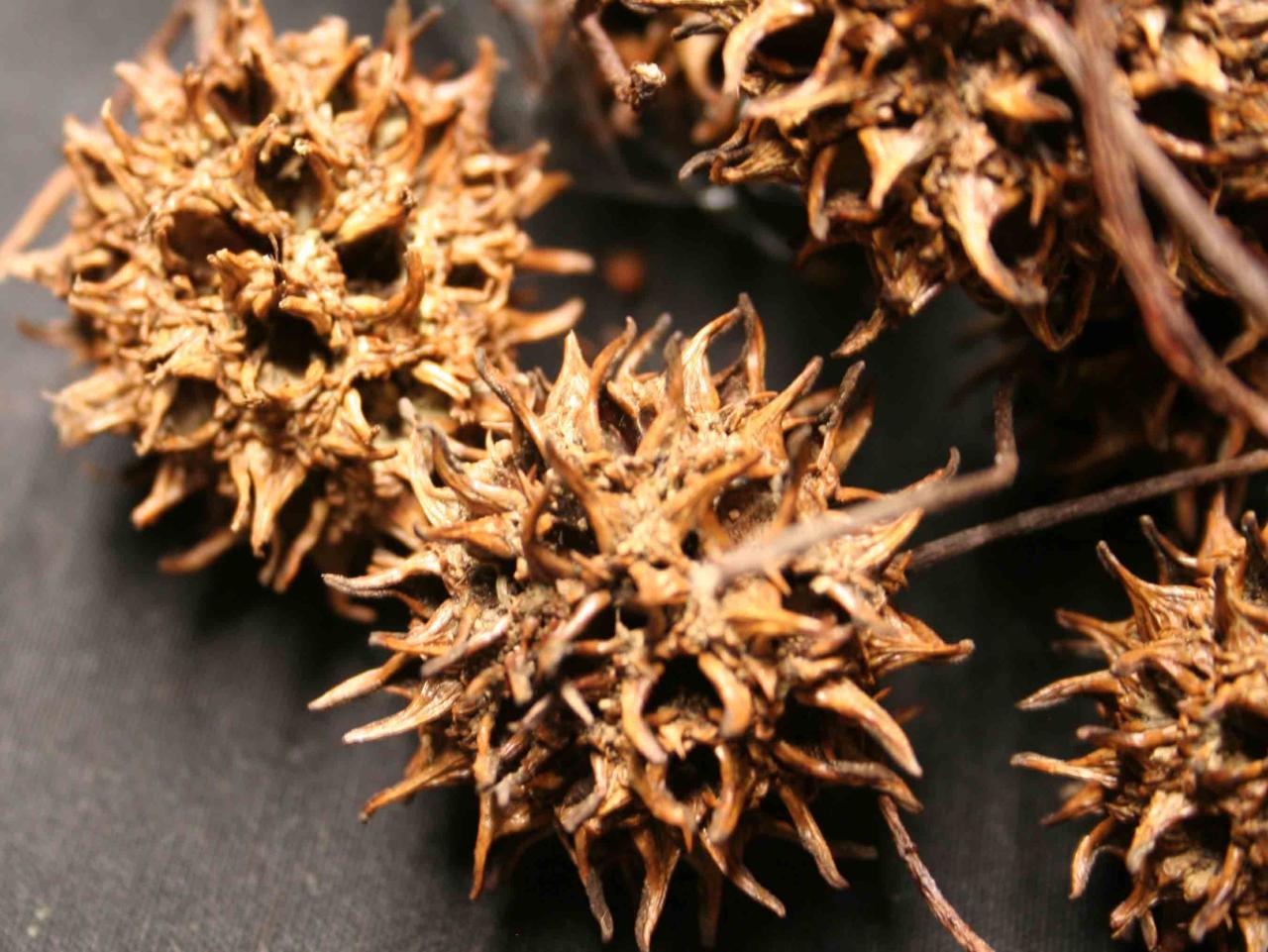 Seed spiky conker pod