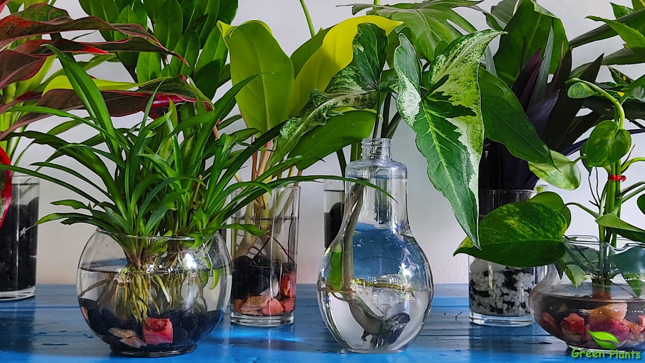 5 Large Indoor Plants That Can Survive With Minimal Water