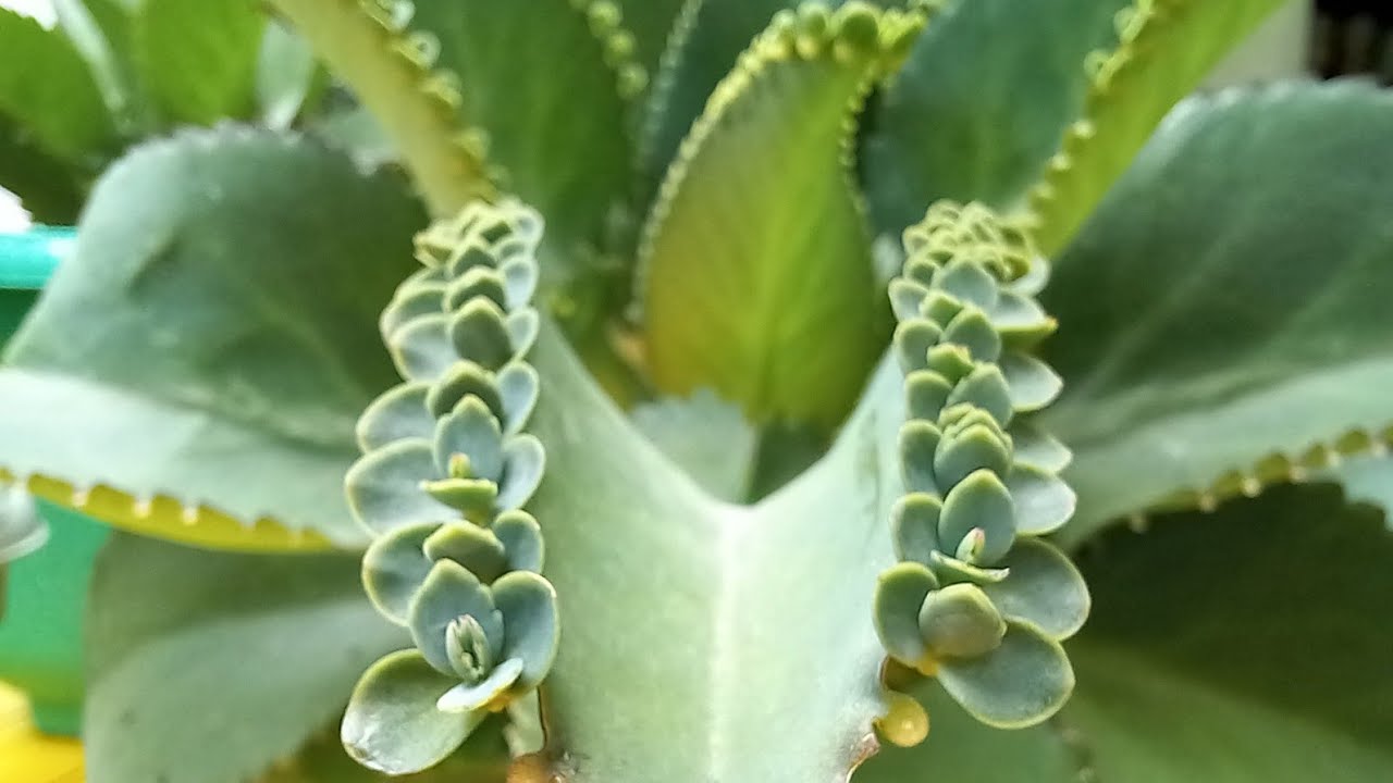 How to Make Your Mother of Thousands Propagation a Success